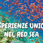 3 esperienze uniche nel Red Sea