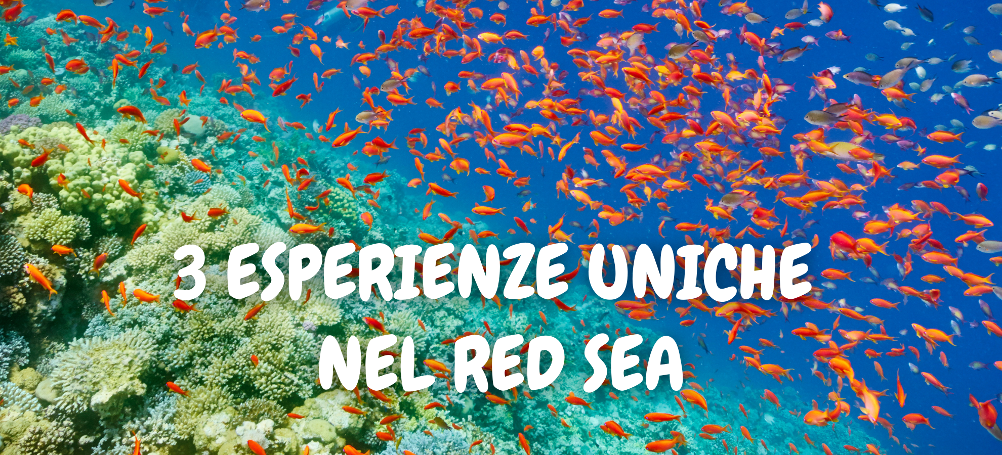 3 esperienze uniche nel Red Sea